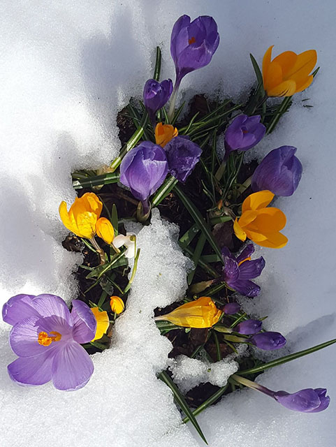 Crocuses in the snow by Brita Sugden